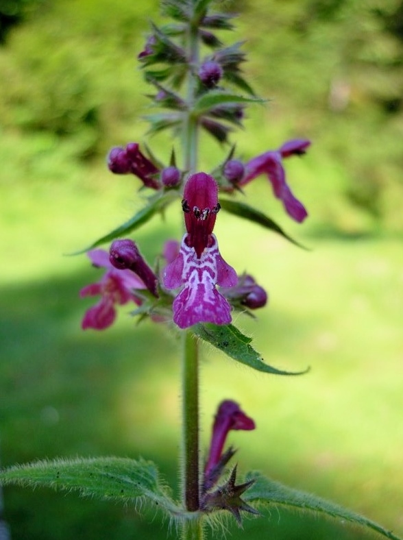 Stachys sylvatica (Lamiaceae)